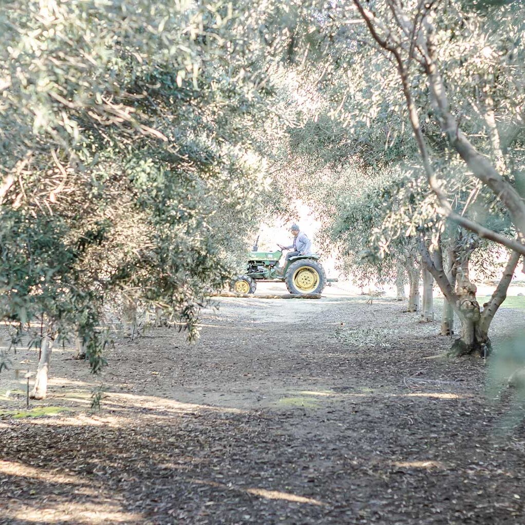 About Temecula Olive Oil Company