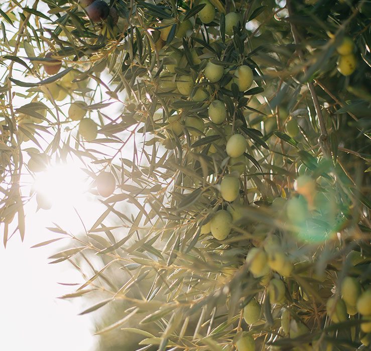 California Fruiting Olive Trees