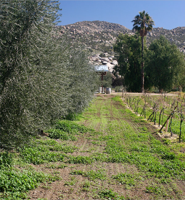 Ranch and Vineyard