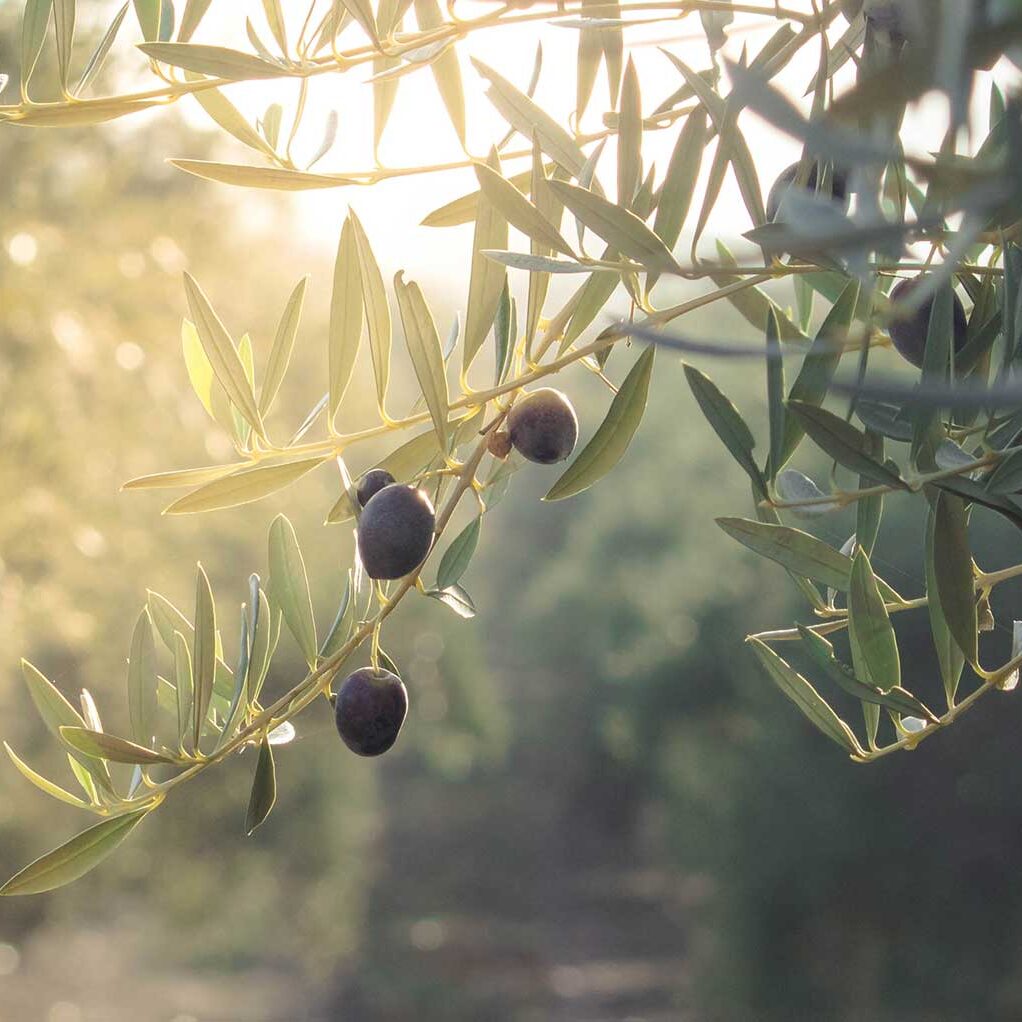Fruiting Olive Trees