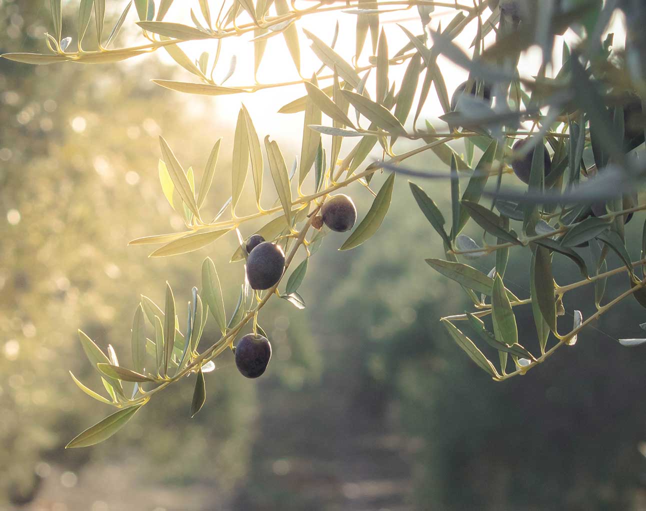 Fruiting Olive Trees