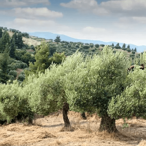 grow-olive-trees Olive Trees at Olive View Ranch