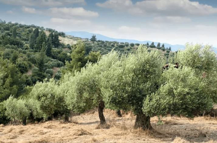grow-olive-trees Olive Trees at Olive View Ranch