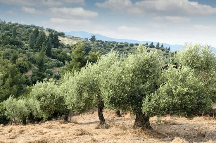 Olive Trees at Olive View Ranch
