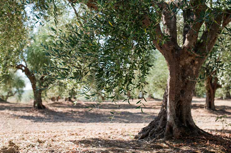 California Olive Trees