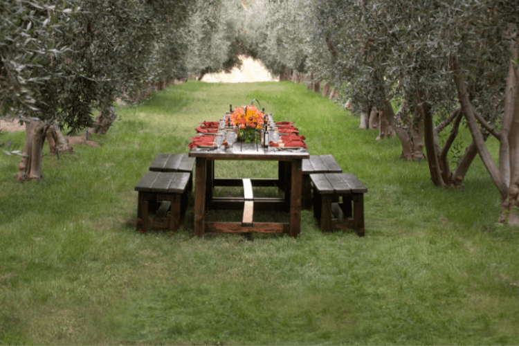 Plated Brunch in the Olive Grove - Sunday February 16th, 2025