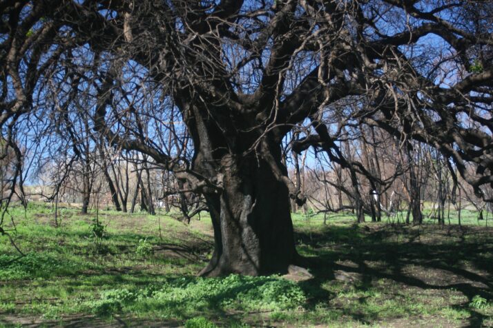Old Tree