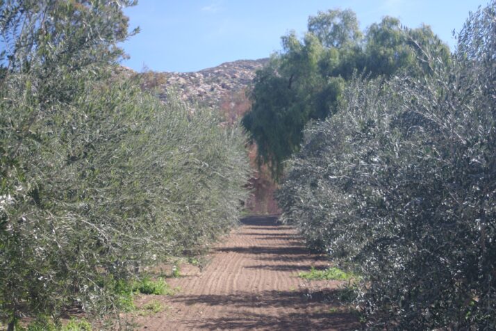Certifiable Olive Oil Certifiable Olive Oil