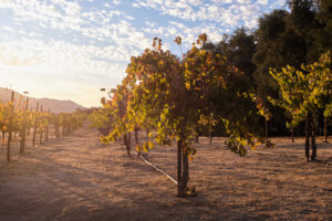 Grape Vines at Olive View Ranch