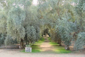 Olive Grove at Olive View Ranch