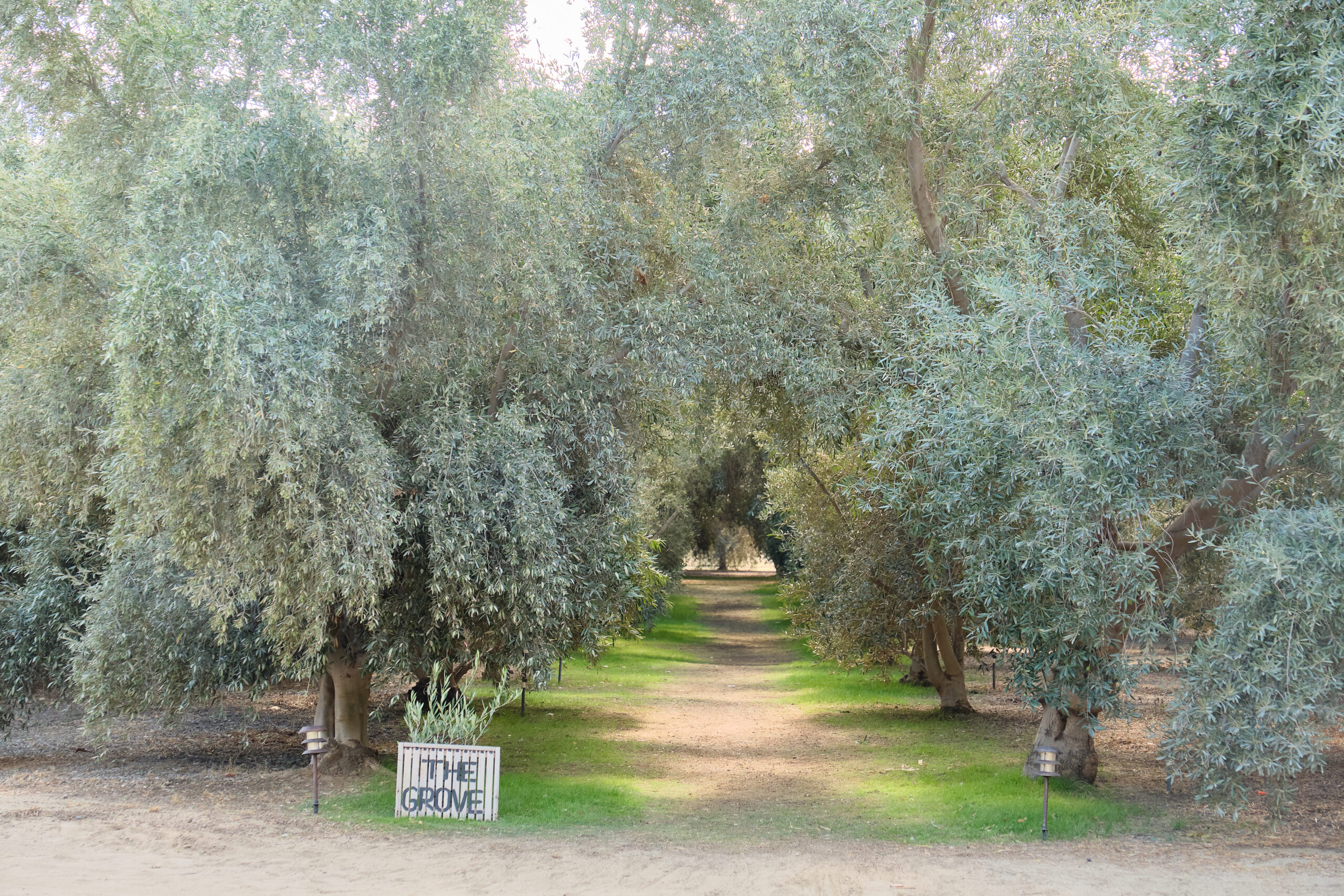 Olive Grove at Olive View Ranch