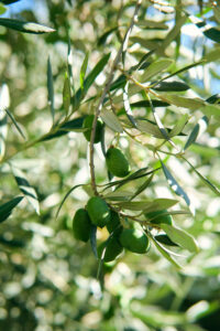Green Olives at Olive View Ranch