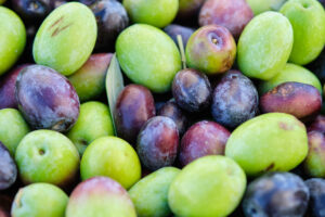 Olive varietals at harvest