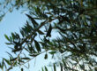 Kai Zen Agriculture at Olive View Ranch