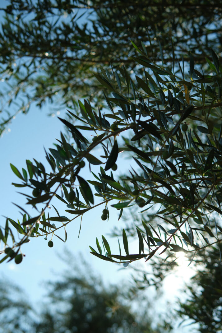 Kai Zen Agriculture at Olive View Ranch Kai Zen Agriculture at Olive View Ranch