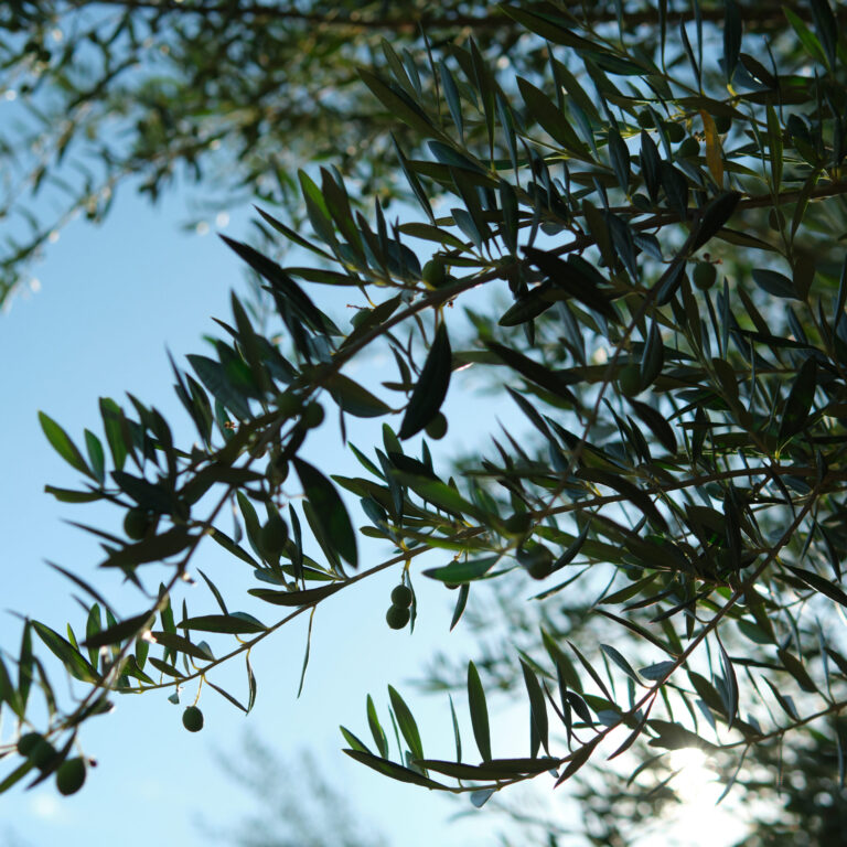 Kai Zen Agriculture at Olive View Ranch