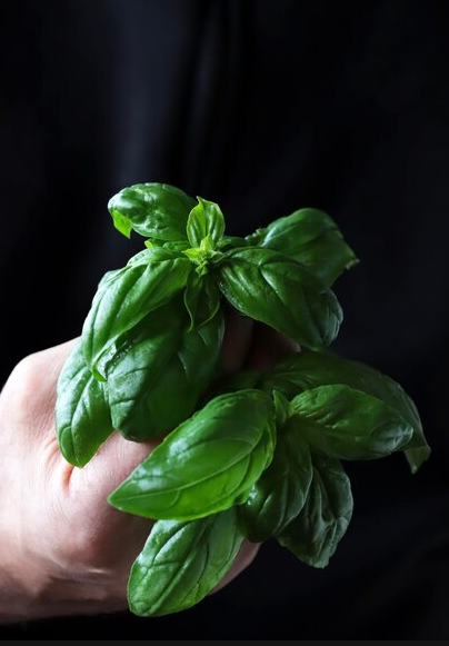 Fresh Basil 2