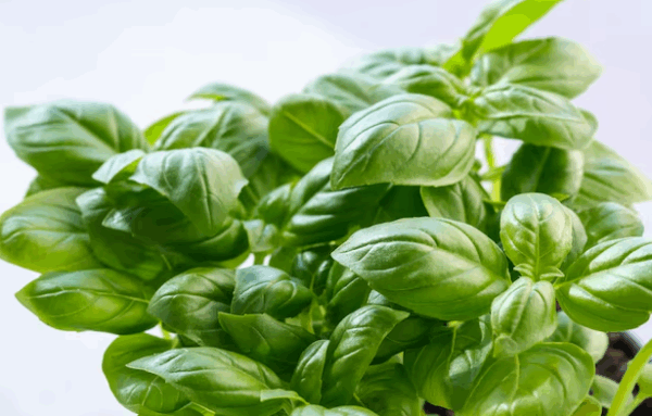 Fresh Basil
