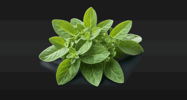 Fresh Oregano