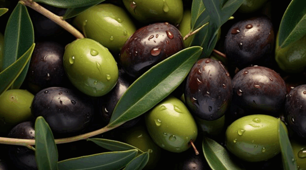 Fresh Picked Olives